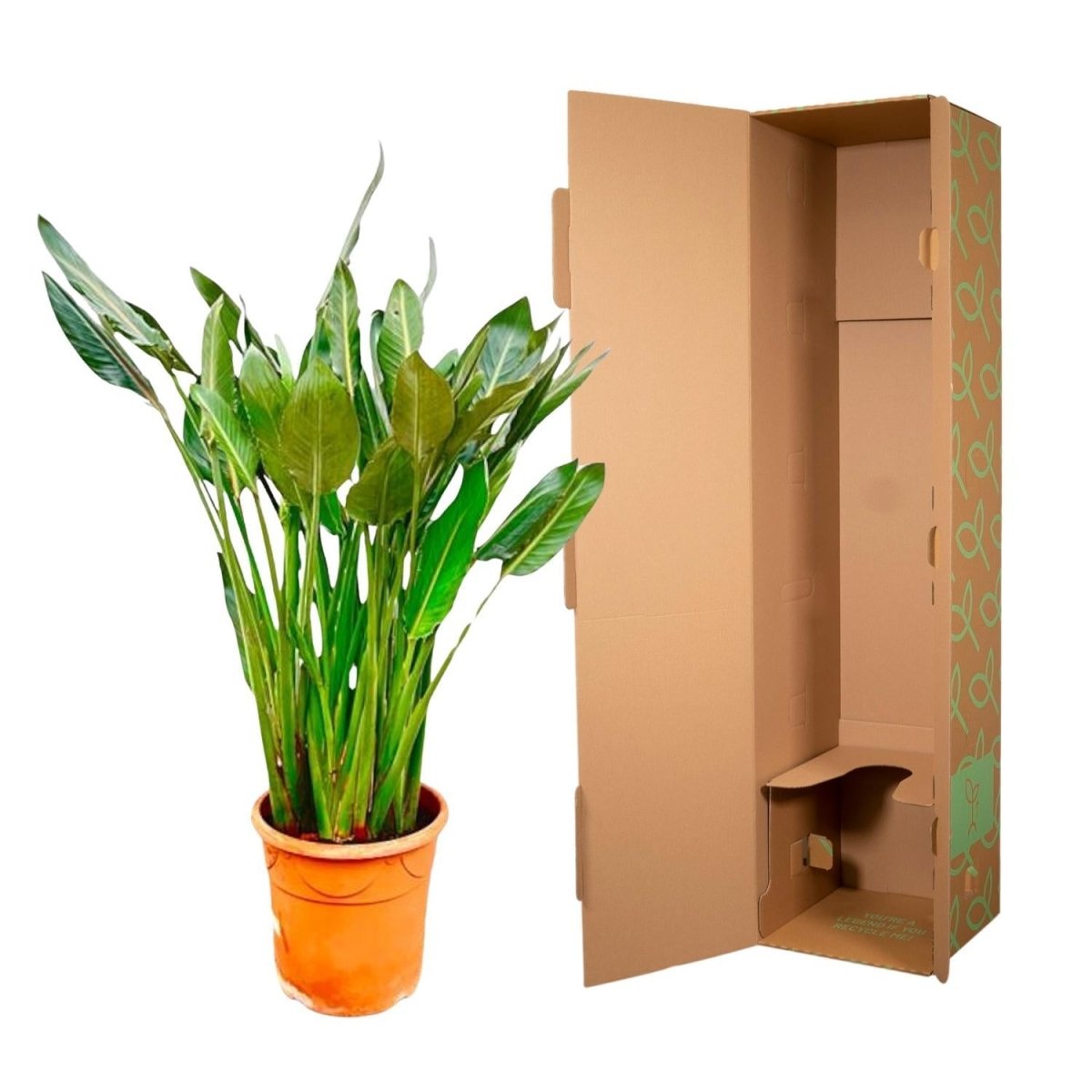 Strelitzia Reginae | XL 5 - LushLeaf | Online planten bestellen