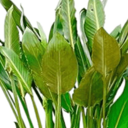 Strelitzia Reginae | XL 2 - LushLeaf | Online planten bestellen