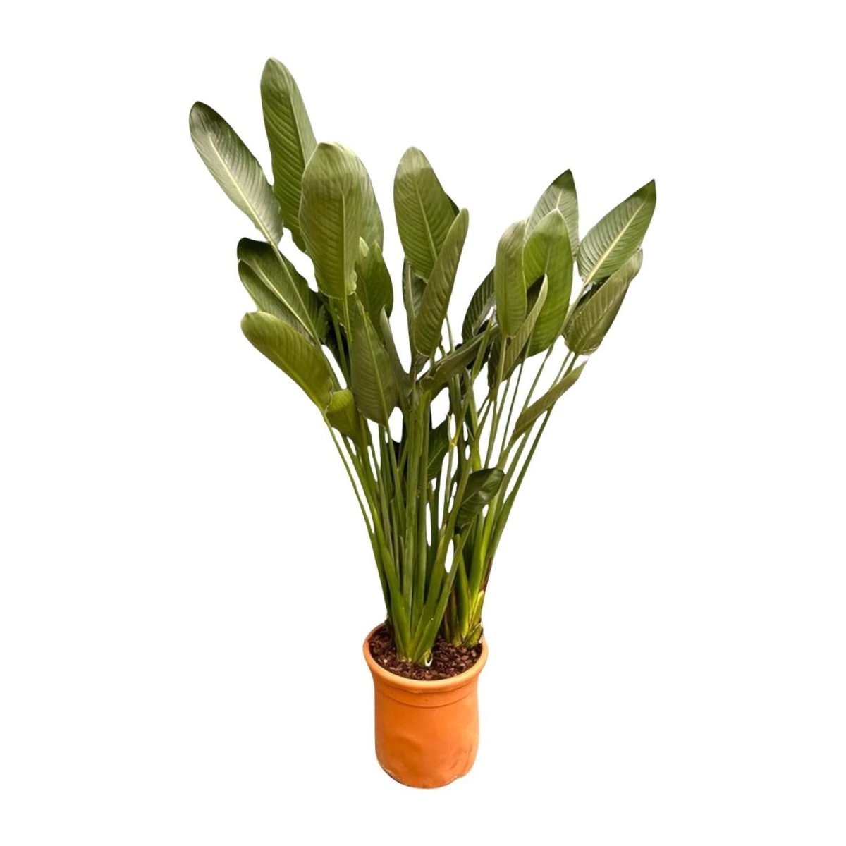 Strelitzia Reginae | XL 6 - LushLeaf | Online planten bestellen