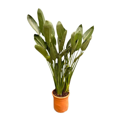 Strelitzia Reginae | XL 6 - LushLeaf | Online planten bestellen
