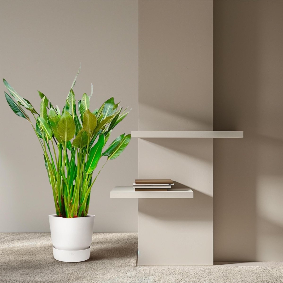 Strelitzia Reginae | XL 3 - LushLeaf | Online planten bestellen