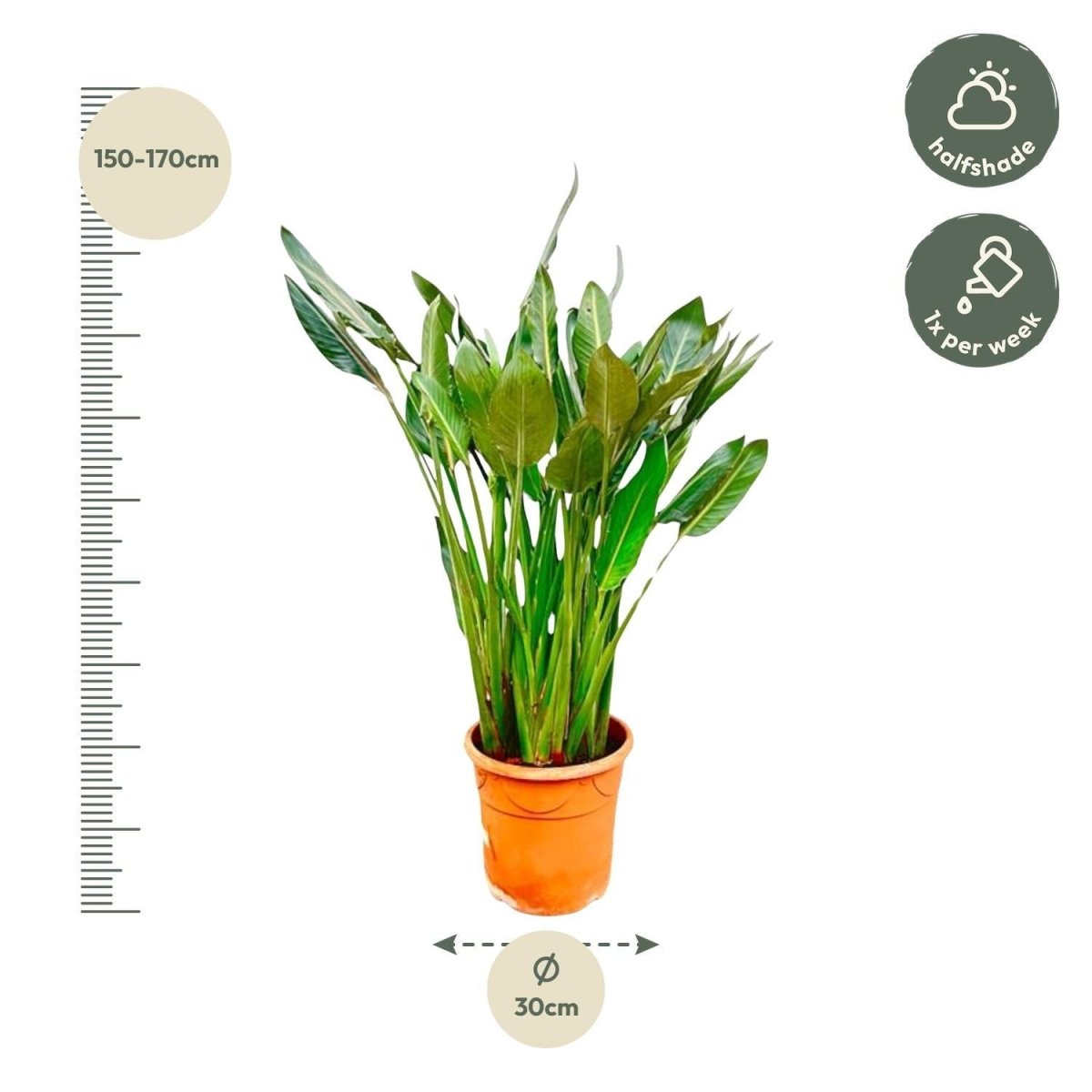 Strelitzia Reginae | XL 4 - LushLeaf | Online planten bestellen