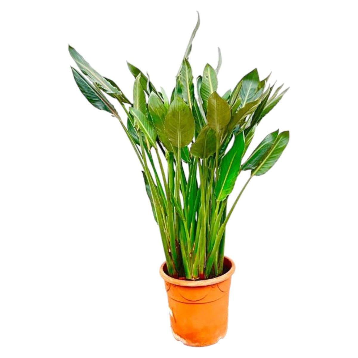 Strelitzia Reginae | XL 1 - LushLeaf | Online planten bestellen