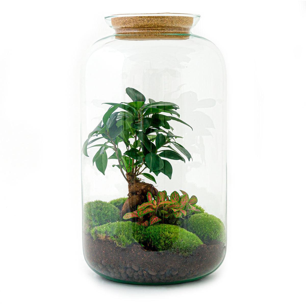 Sven Bonsai | DIY terrarium 1 - LushLeaf | Online planten bestellen