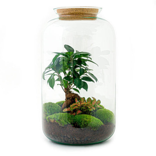 Sven Bonsai | DIY terrarium 1 - LushLeaf | Online planten bestellen