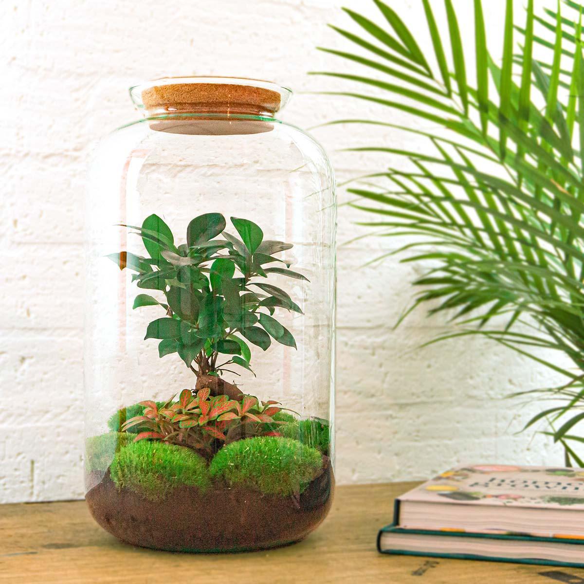 Sven Bonsai | DIY terrarium 3 - LushLeaf | Online planten bestellen