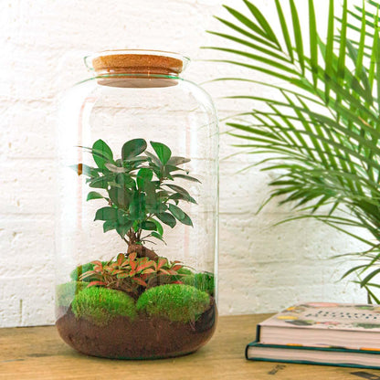 Sven Bonsai | DIY terrarium 3 - LushLeaf | Online planten bestellen
