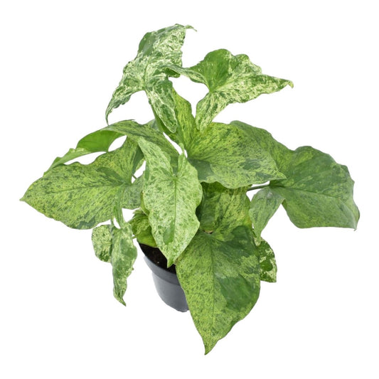 Syngonium Mottled 1 - LushLeaf | Online planten bestellen