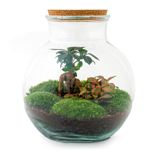 Teddy bonsai | DIY terrarium 1 - LushLeaf | Online planten bestellen