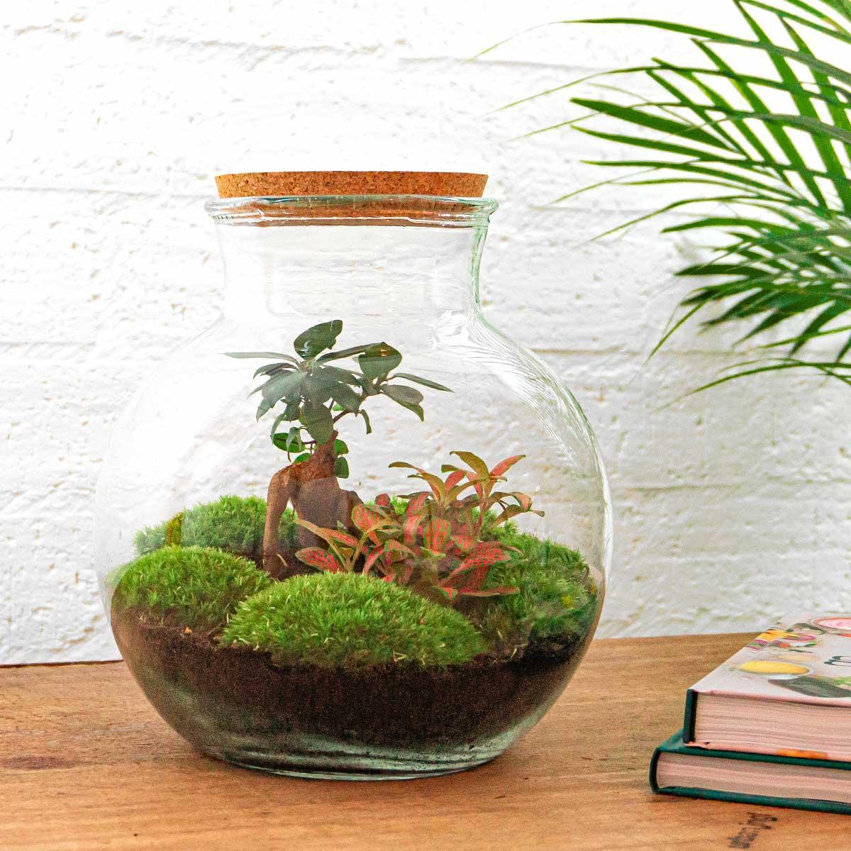 Teddy bonsai | DIY terrarium 3 - LushLeaf | Online planten bestellen