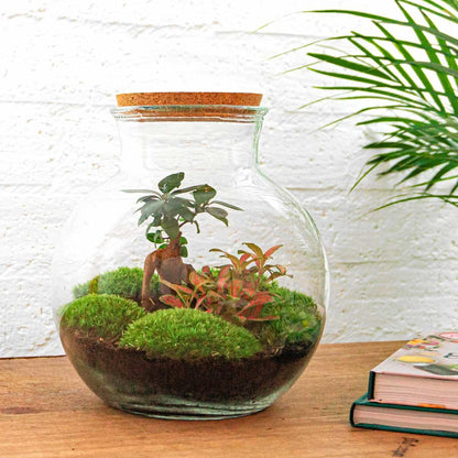 Teddy bonsai | DIY terrarium 3 - LushLeaf | Online planten bestellen