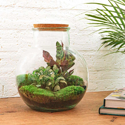 Teddy | DIY terrarium 3 - LushLeaf | Online planten bestellen