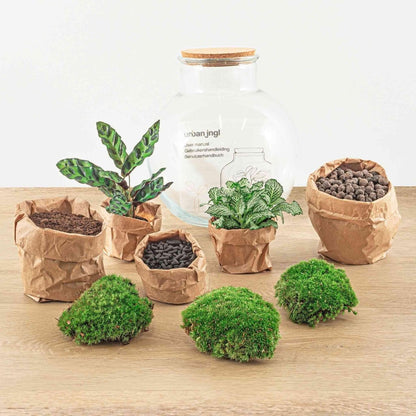 Teddy | DIY terrarium 2 - LushLeaf | Online planten bestellen