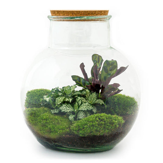 Teddy | DIY terrarium 1 - LushLeaf | Online planten bestellen