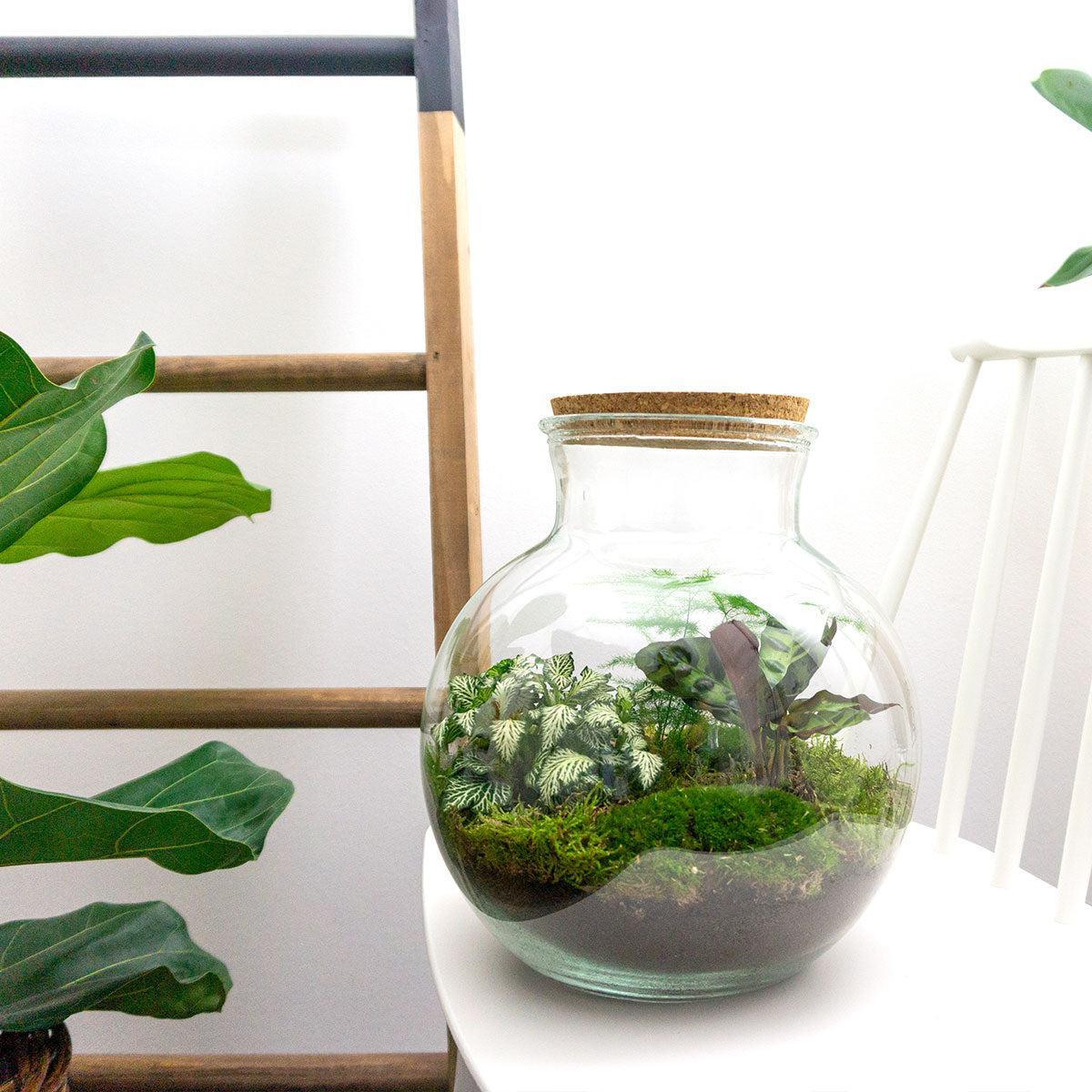 Teddy | DIY terrarium 4 - LushLeaf | Online planten bestellen