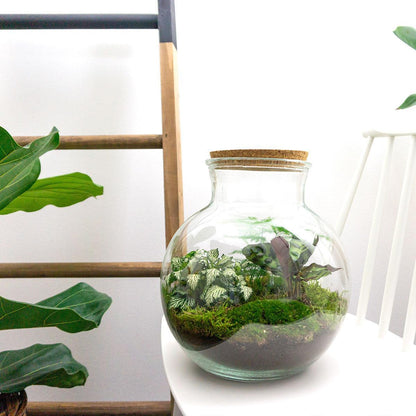 Teddy | DIY terrarium 4 - LushLeaf | Online planten bestellen