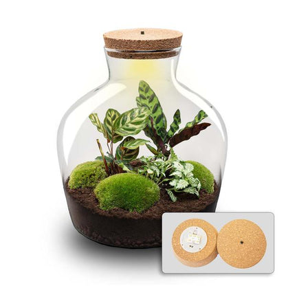 Fat Joe met LED lamp | Terrarium