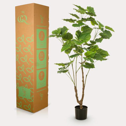 Ficus umbellate - Afrikaanse vijg | Kunstplant