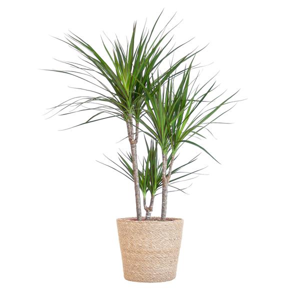 Dracaena Marginata met pot
