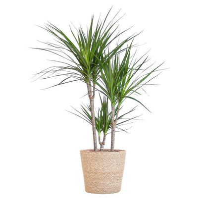 Dracaena Marginata met pot