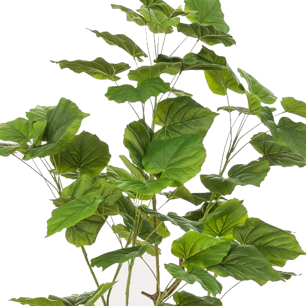 Ficus umbellate - Afrikaanse vijg | Kunstplant