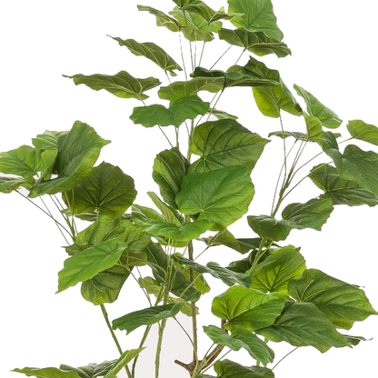 Ficus umbellate - Afrikaanse vijg | Kunstplant