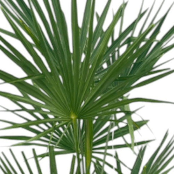Trachycarpus Fortuneii 2 - LushLeaf | Online planten bestellen