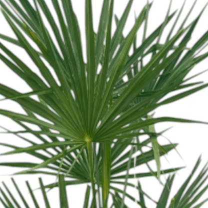 Trachycarpus Fortuneii 2 - LushLeaf | Online planten bestellen
