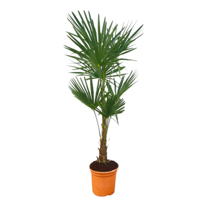 Trachycarpus Fortuneii 1 - LushLeaf | Online planten bestellen