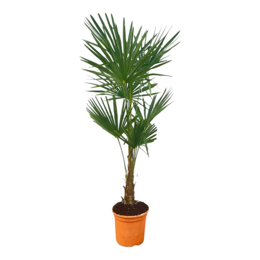 Trachycarpus Fortuneii 1 - LushLeaf | Online planten bestellen