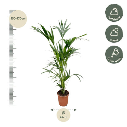 Kentia palm | XL