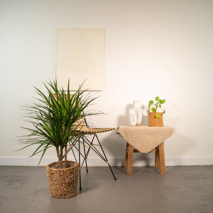 Dracaena Marginata