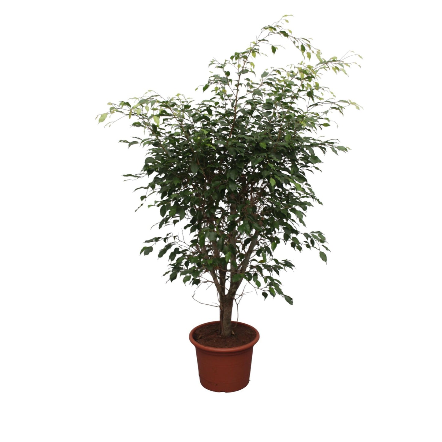 Ficus Benjamina Exotica vertakt
