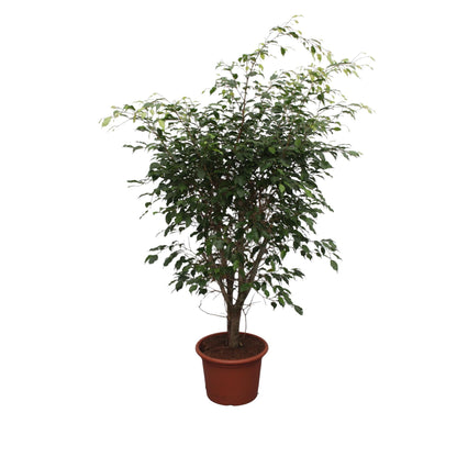 Ficus Benjamina Exotica vertakt