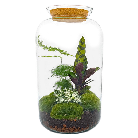 Botanical Sven | DIY terrarium