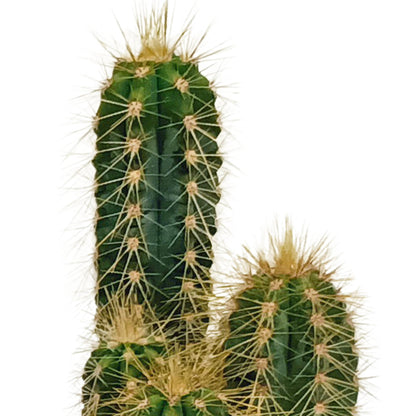 Cactus mix | 10 stuks