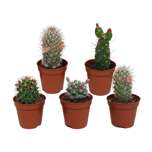 Cactus mix bloeiend | 5 stuks