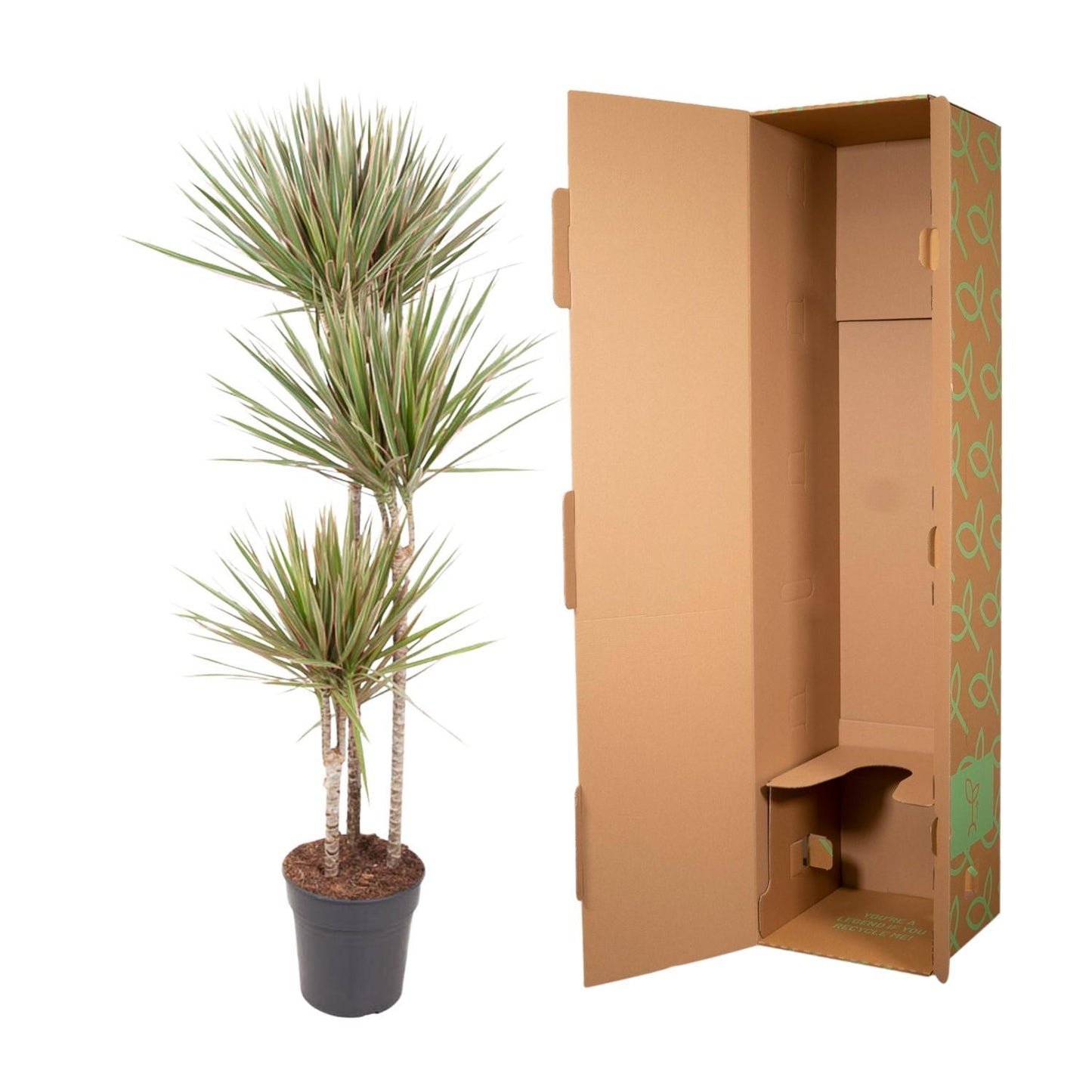 Dracaena Bicolor
