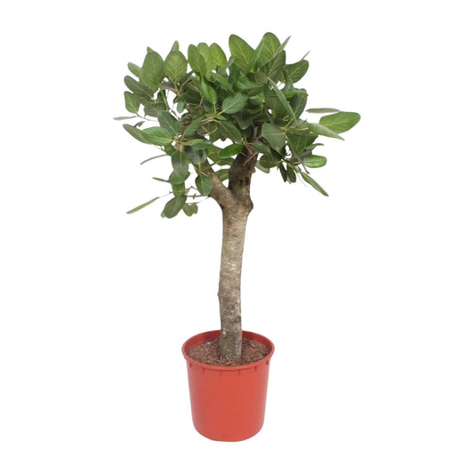 Ficus Benghalensis boom