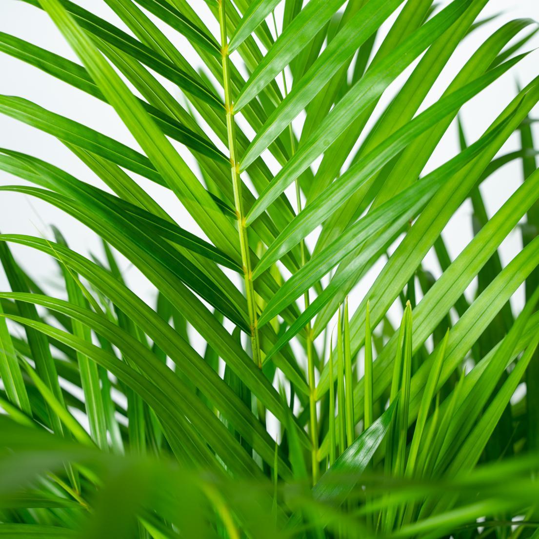 Areca palm (Dypsis)