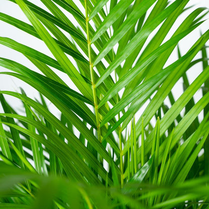 Areca palm (Dypsis)