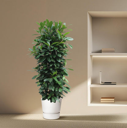 Ficus Cyathistipula gaasrek