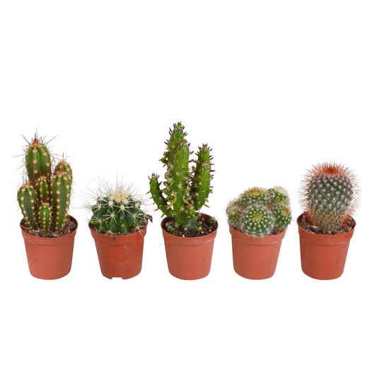Cactus mix | 5 stuks