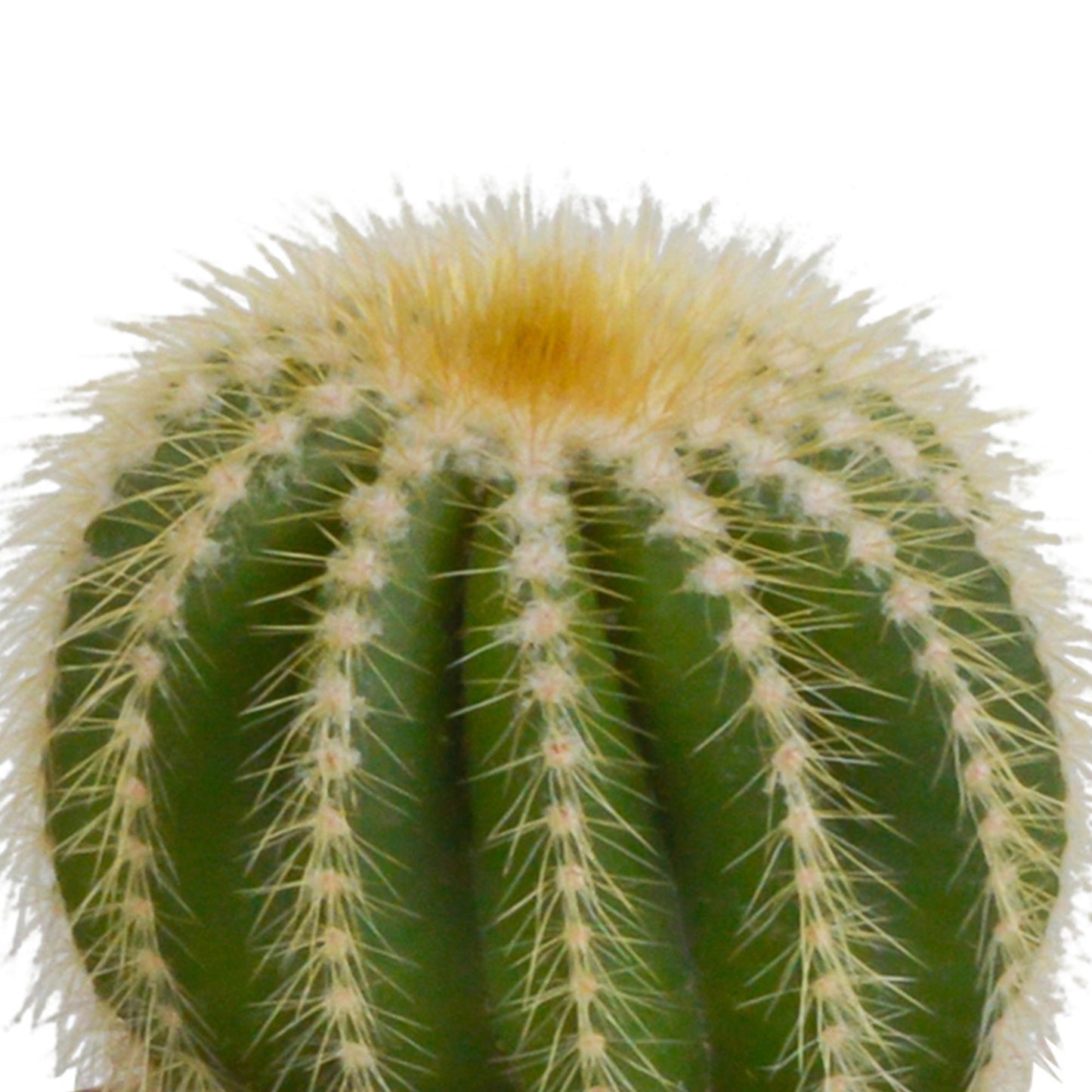 Bolcactus mix | 3 stuks