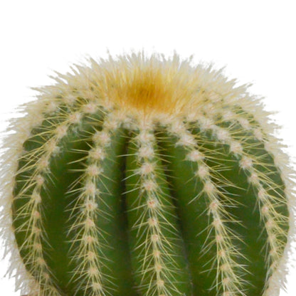 Bolcactus mix | 3 stuks