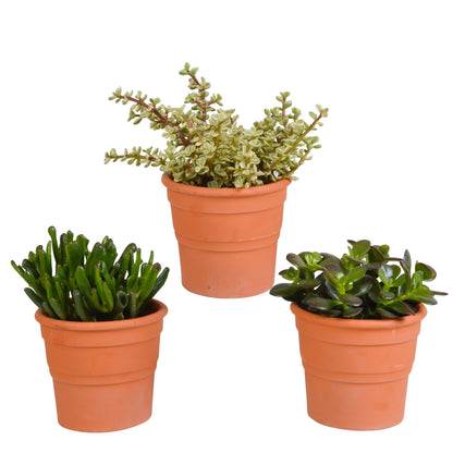 Crassula mix | 3 stuks
