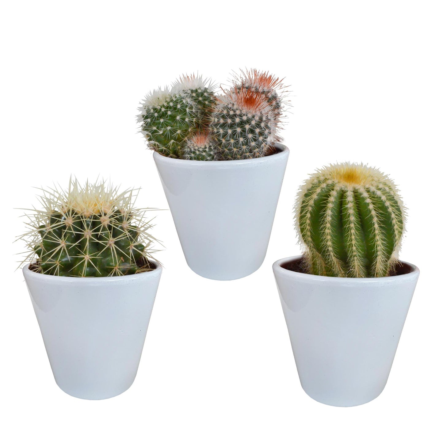 Bolcactus mix | 3 stuks