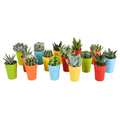 Cactus en vetplanten mix | 15 stuks