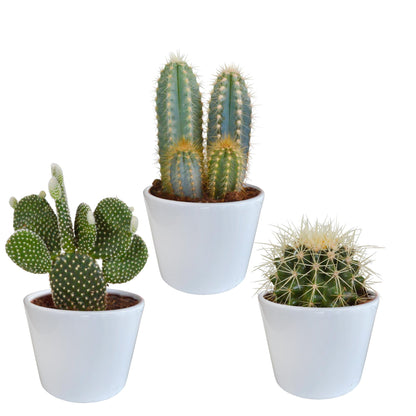 Cactus mix | 3 stuks