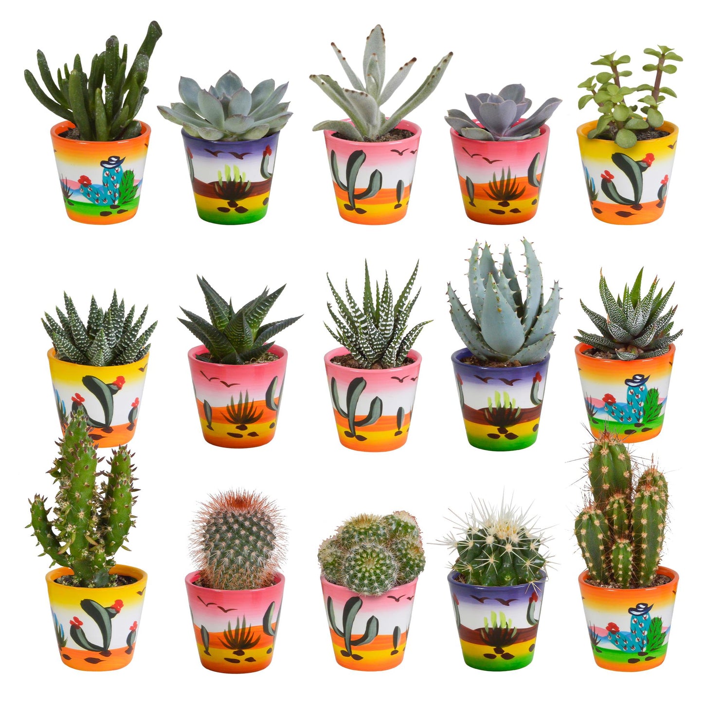 Cactus en vetplanten mix | 15 stuks